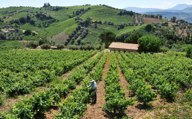 Thymiopoulos Vineyards