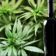 The Cannabis Sommelier